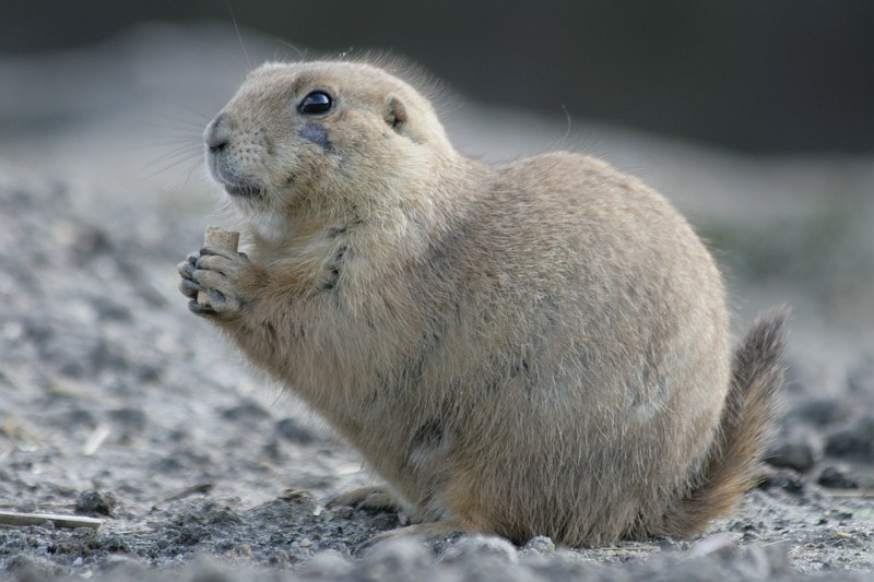 Fotoclubje Blijdorp 2008-164.jpg